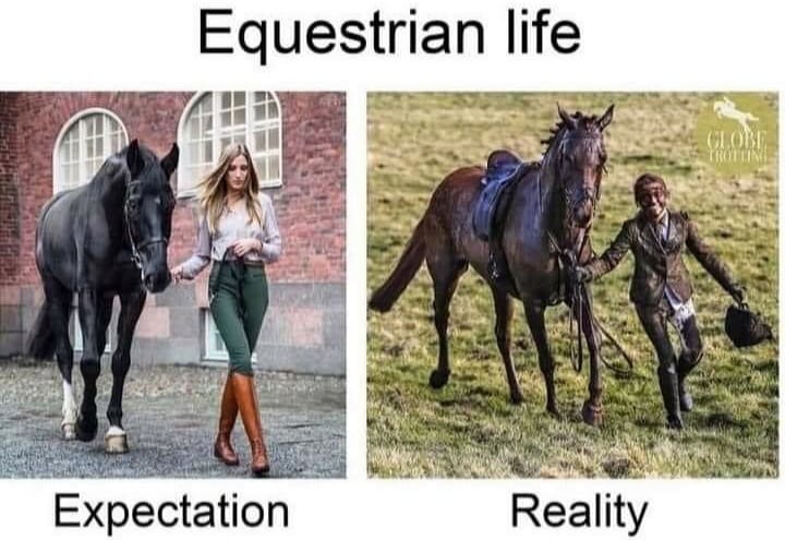Equestrian Life - Expectations vs Reality - Horse Meme